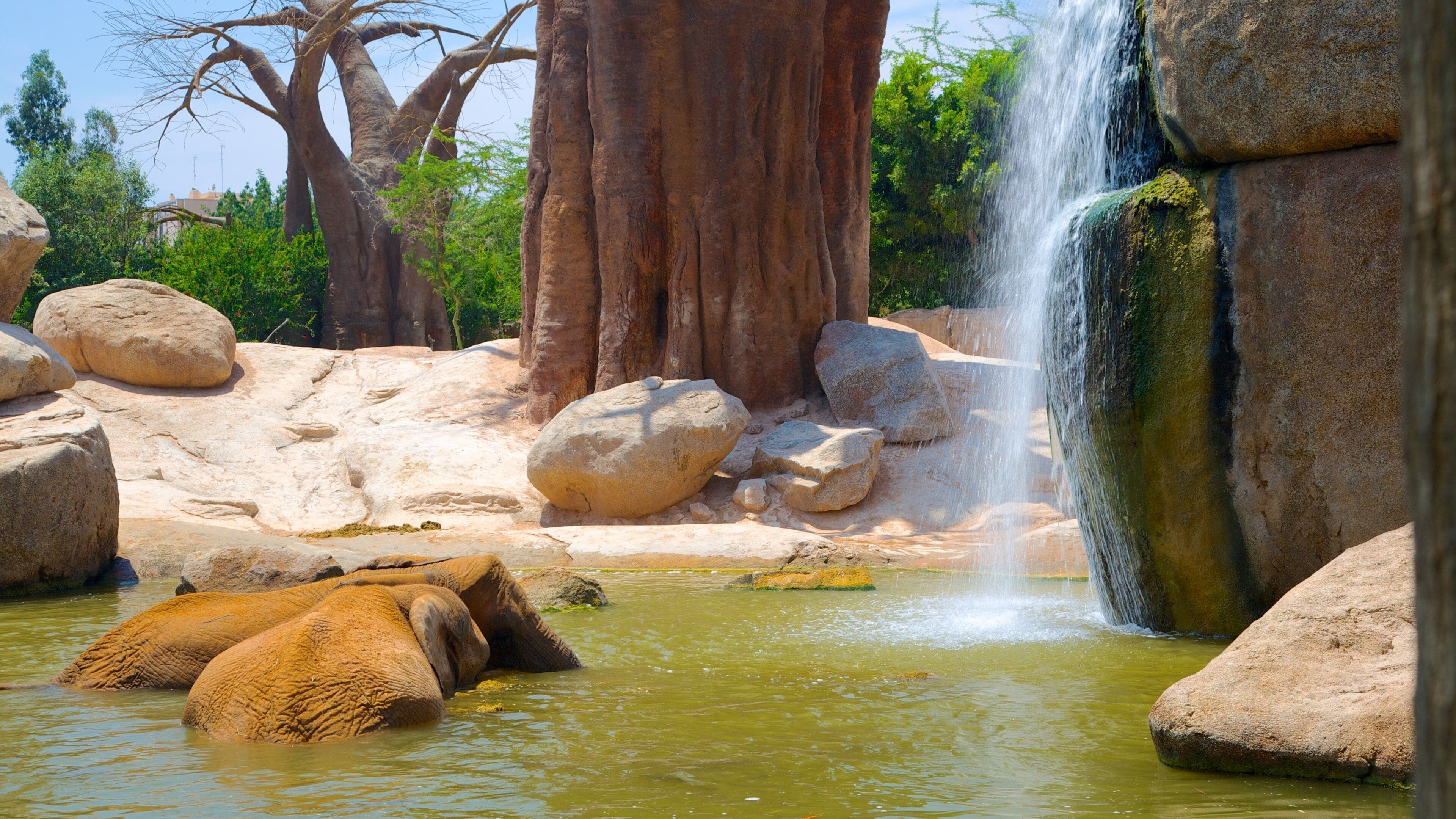 Bioparc Valencia Zoo which includes zoo animals