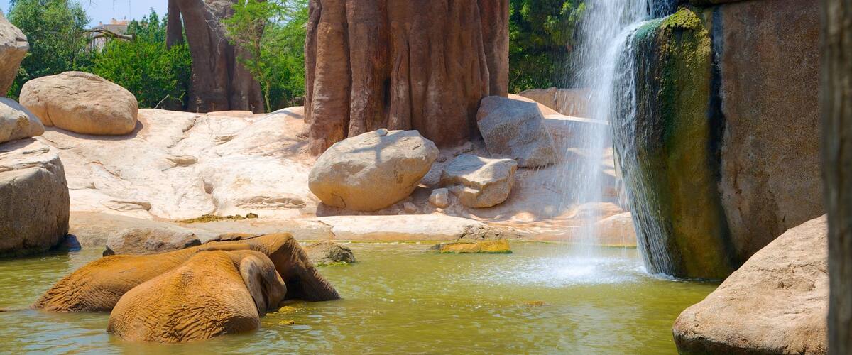 Bioparc Valencia toont dierentuindieren