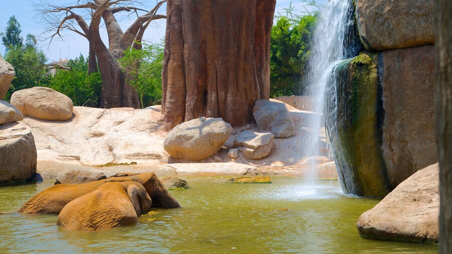 Bioparc Valencia Zoo showing zoo animals