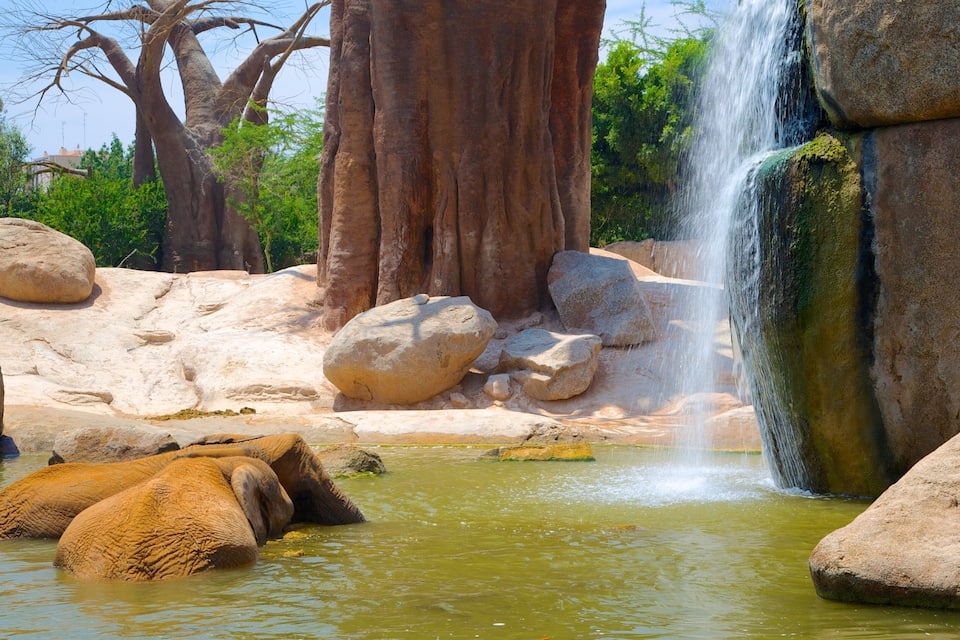 Elefantes en una charca con rocas grandes y una cascada.