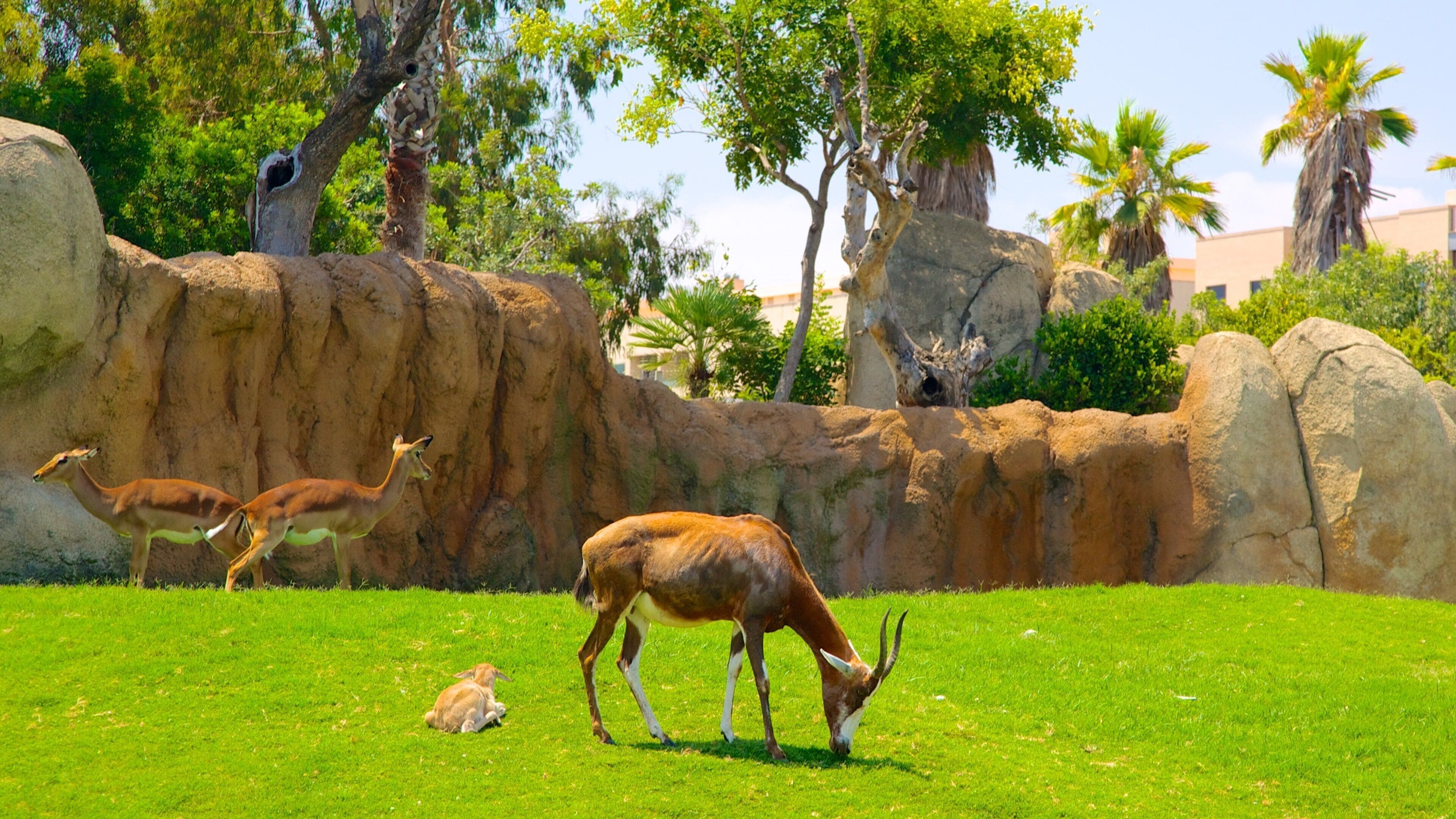 Zoológico Bioparc Valencia ofreciendo animales de zoológico