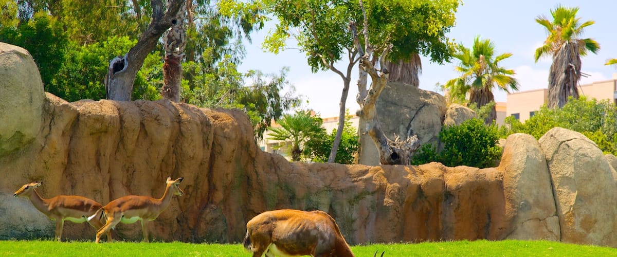 Vườn bách thú Bioparc Valencia có tính năng động vật trong vườn thú