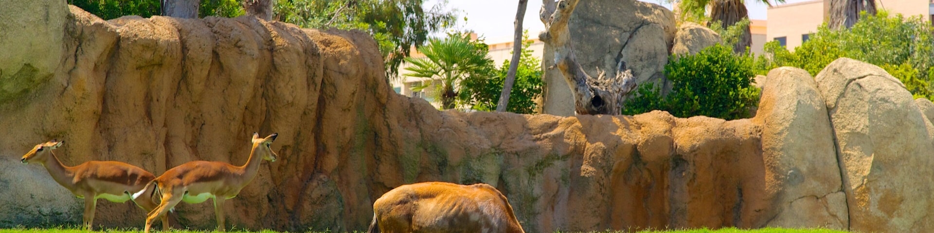 Bioparc Valencia Zoo featuring zoo animals