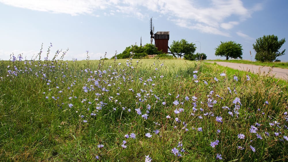 Chicory flowers