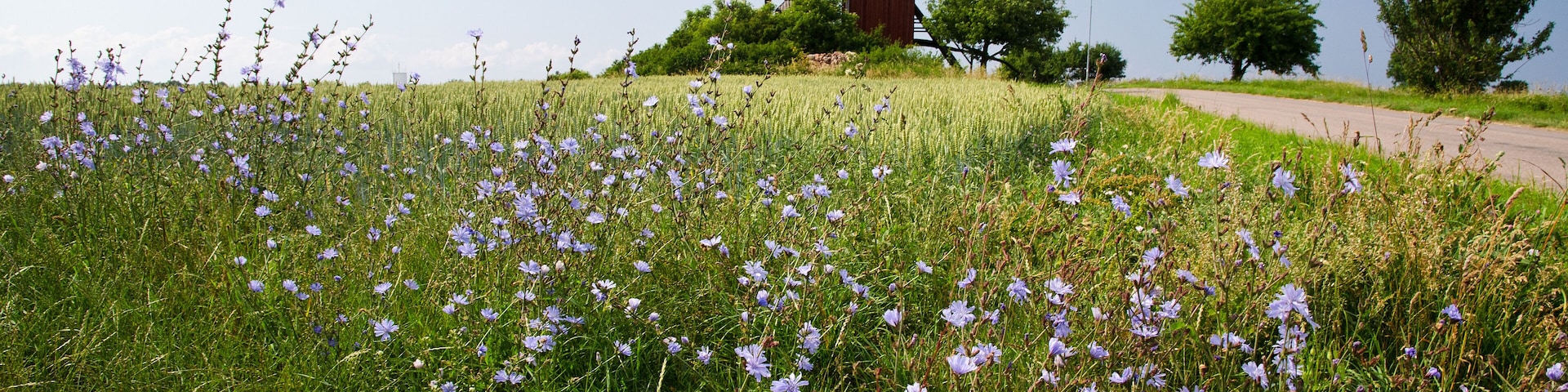 Chicory flowers