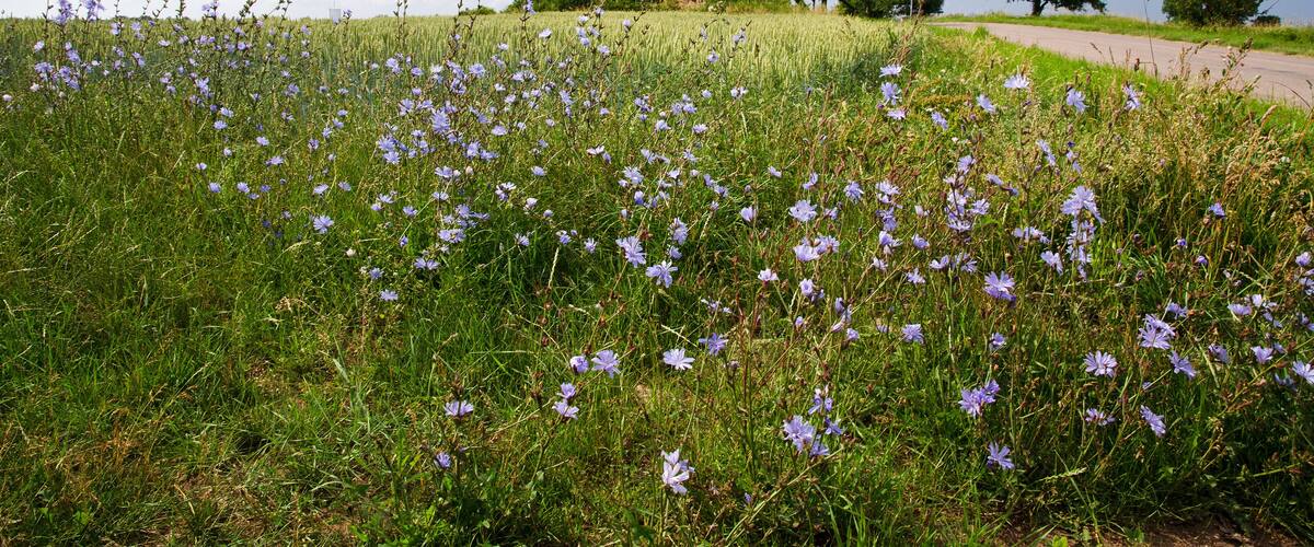 A field of purple flowers, a windmill, and a dirt road.