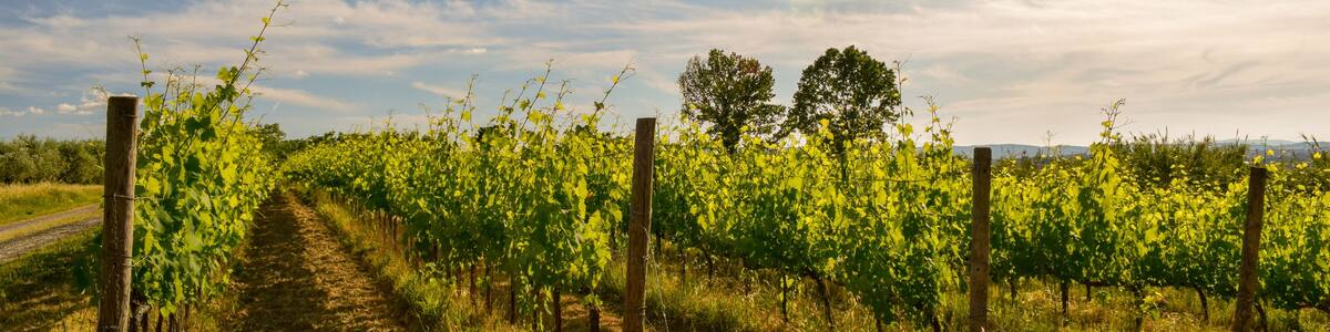 Beautiful vineyard in a sunny spring day with blue sky in Peccioli, Valdera, Tuscany. Italy
