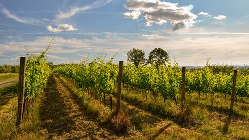 Beautiful vineyard in a sunny spring day with blue sky in Peccioli, Valdera, Tuscany. Italy