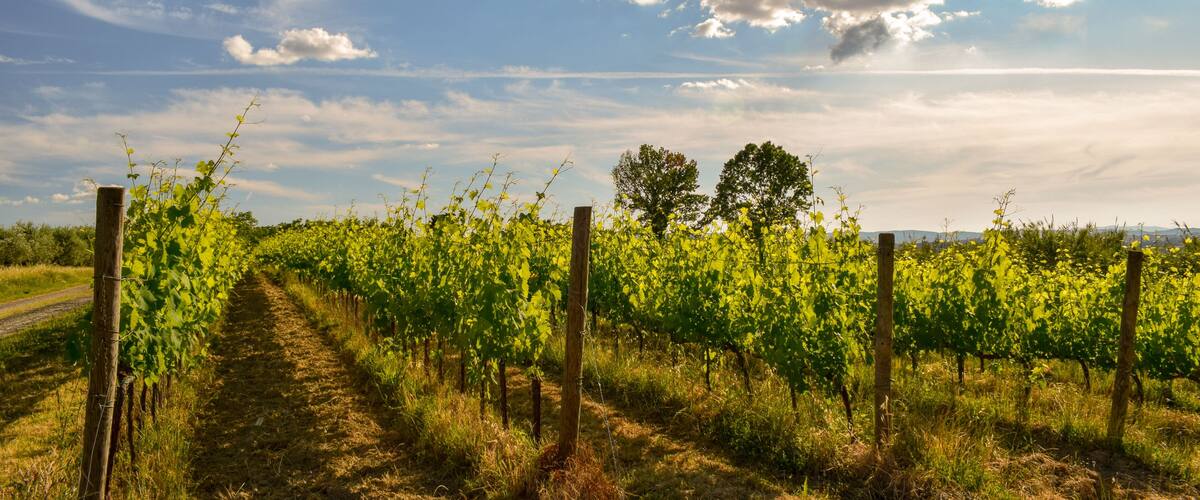 A vineyard with rows of grapevines under a partly cloudy sky.
