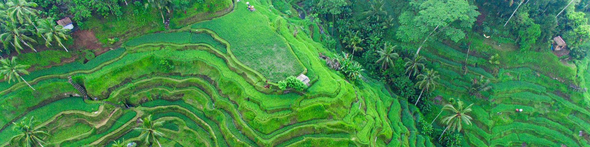Drone view of rice plantation in bali and palms tree. Rice terraces photos from the height, bali, indonesia, ubud, the geometry of the rice field