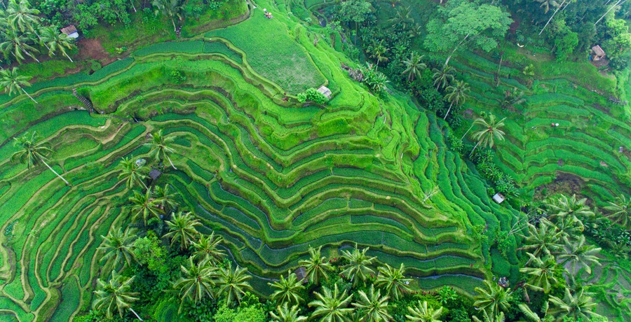 Drone view of rice plantation in bali and palms tree. Rice terraces photos from the height, bali, indonesia, ubud, the geometry of the rice field