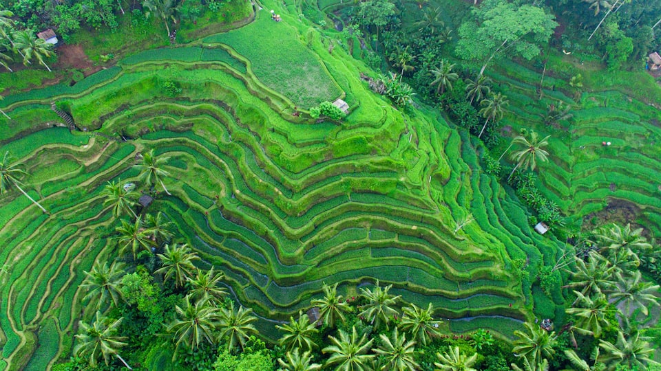 Terraced rice fields with palm trees.