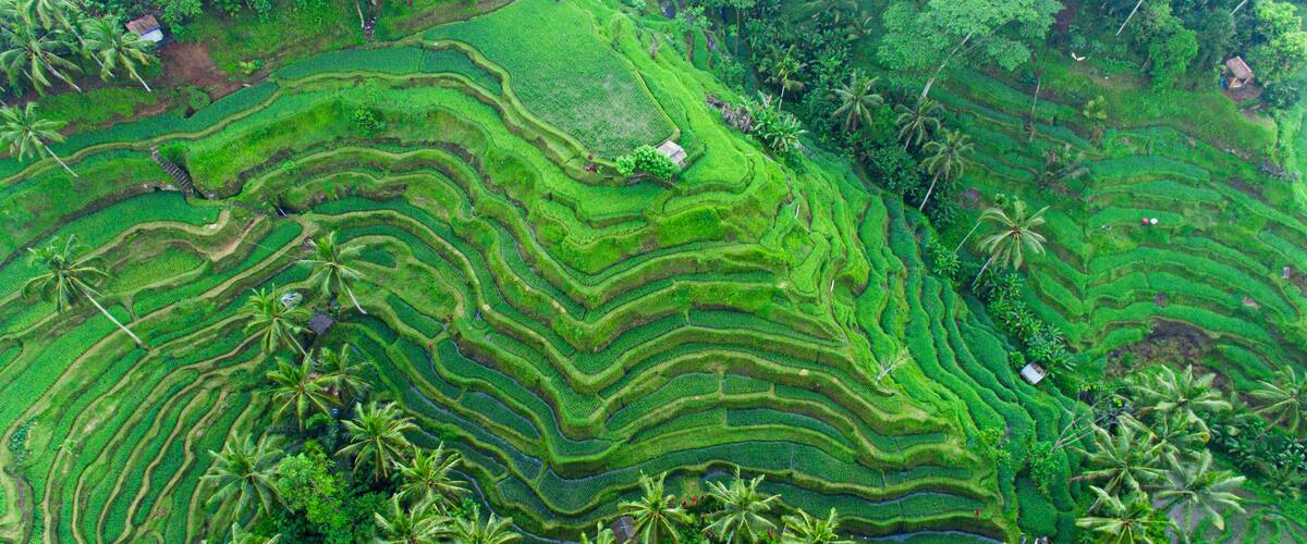 Terraced rice fields with palm trees.