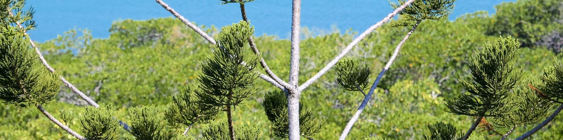 Shute Harbour featuring general coastal views and a park