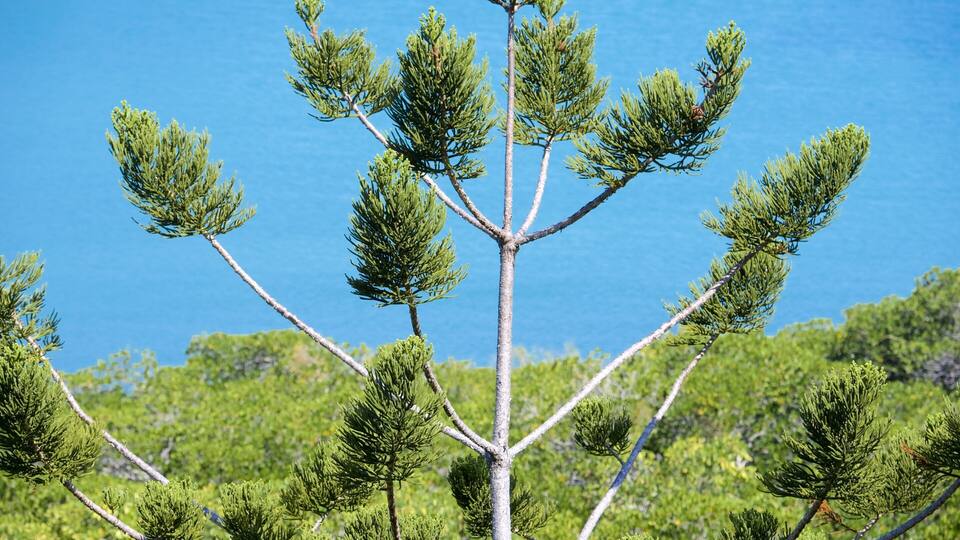 A tree with multiple branches against a clear blue sky and a body of water in the background.