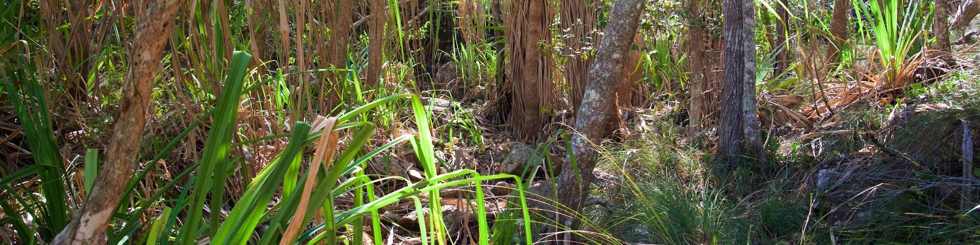 Shute Harbour featuring a park