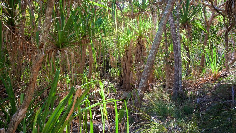 A dense tropical forest with various green plants and trees.