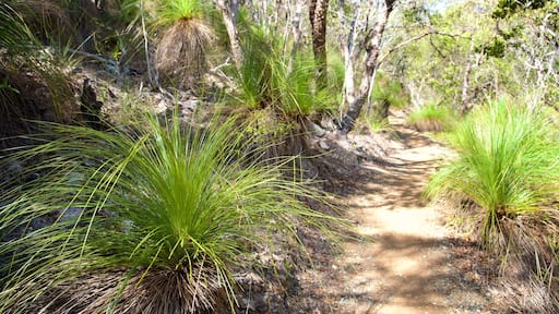 Conway National Park which includes forest scenes