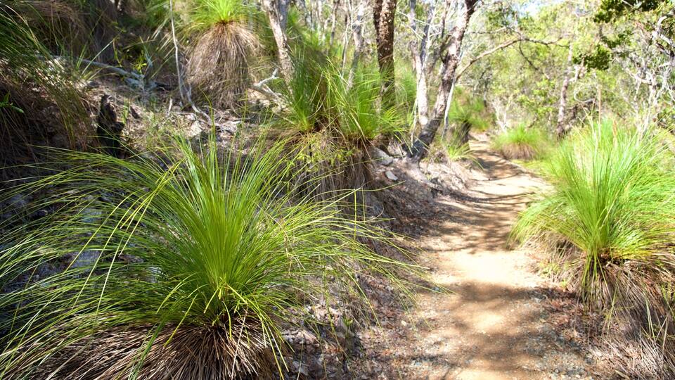 A dirt path surrounded by green grass and trees.