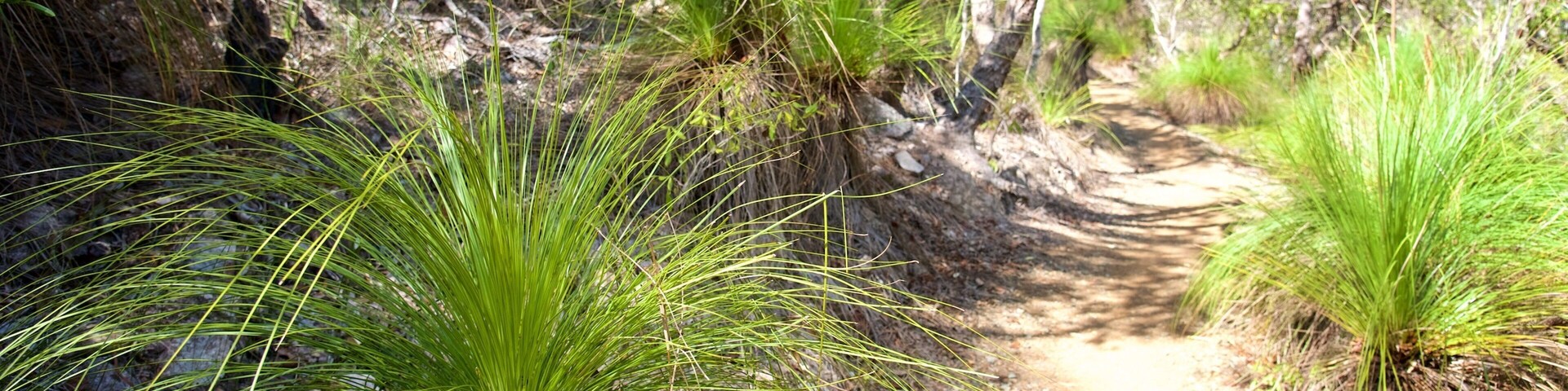 Conway National Park which includes forest scenes