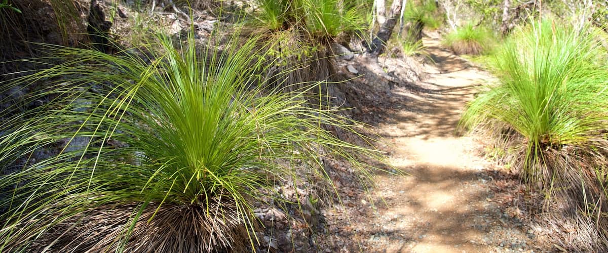 A dirt path surrounded by green grass and trees.
