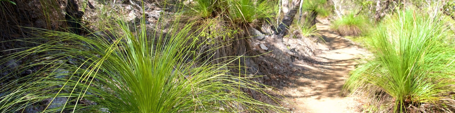 A dirt path surrounded by green grass and trees.
