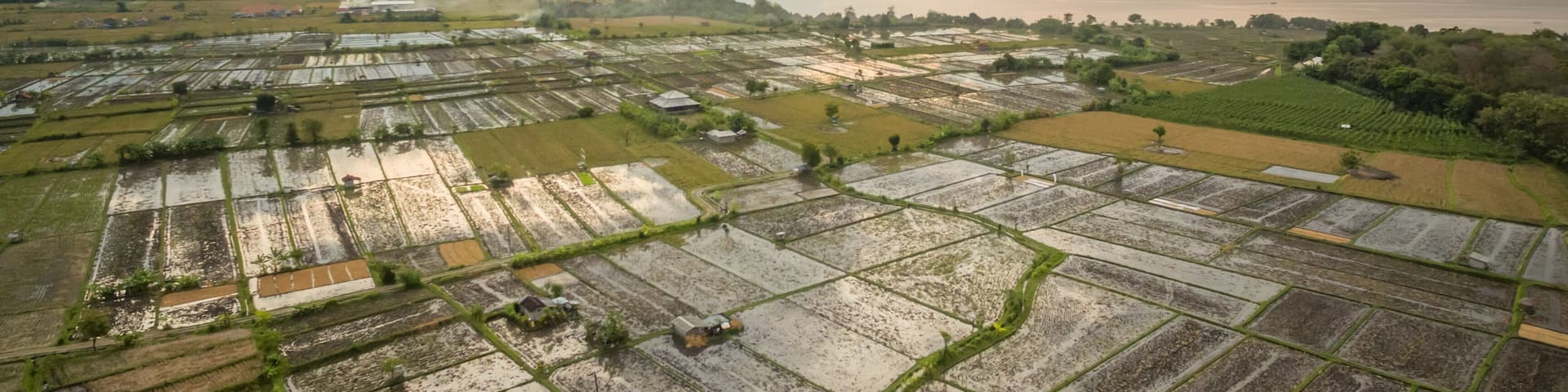 Aerial view of agricultural rice fields in Bali at sunset.
