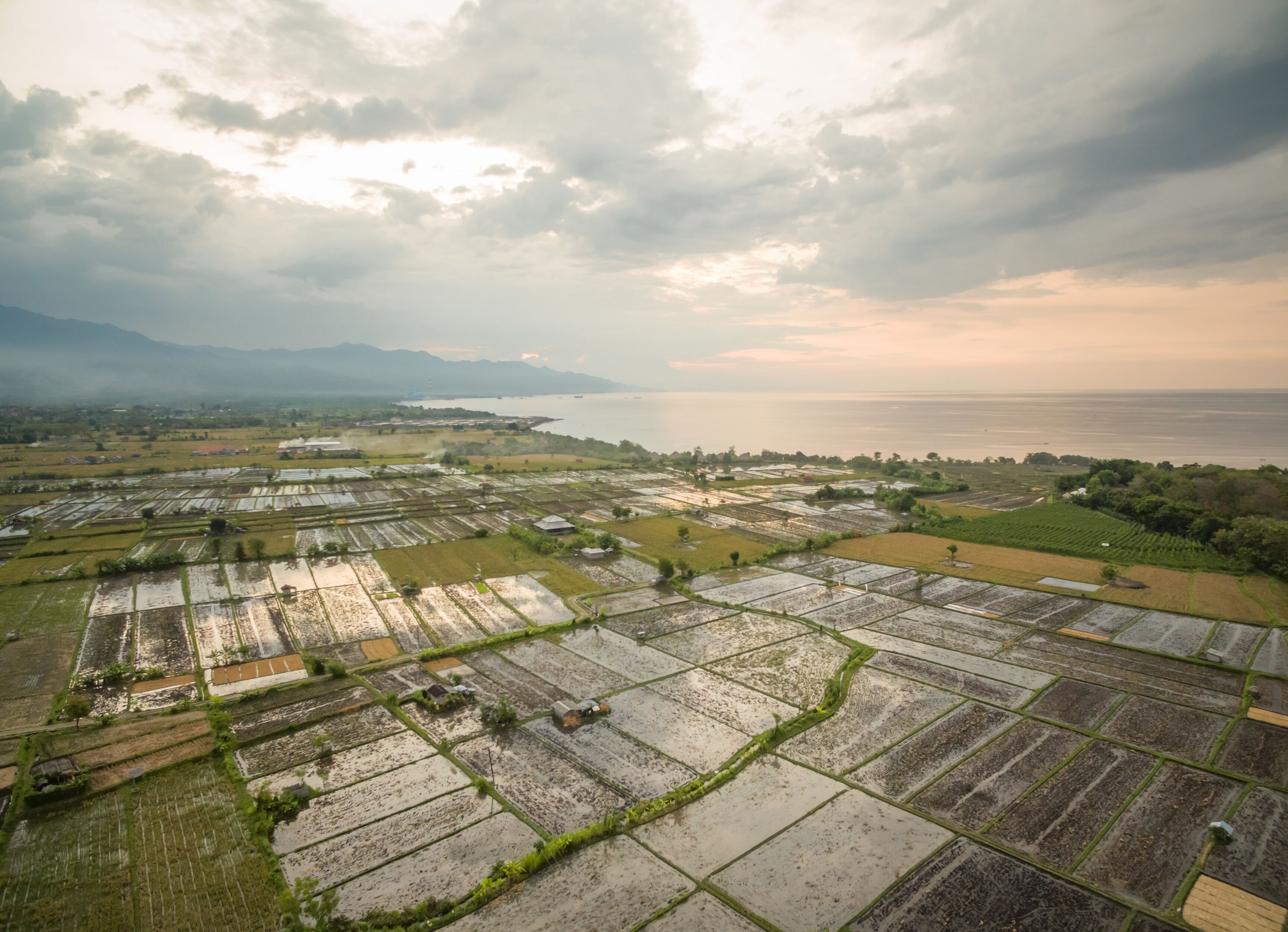 An aerial view of rice paddies, a distant mountain range, and a body of water.