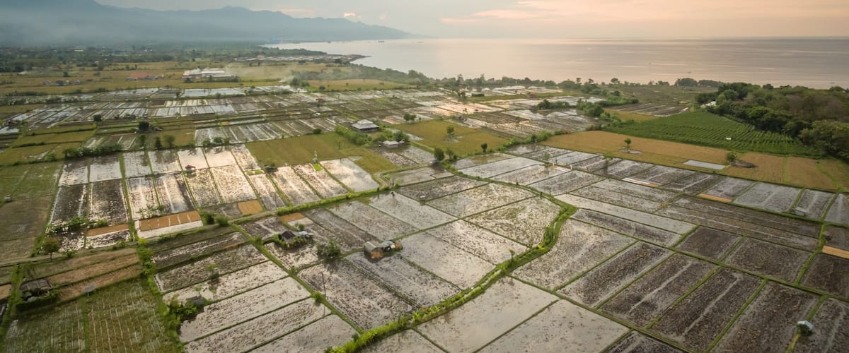 An aerial view of rice paddies, a distant mountain range, and a body of water.