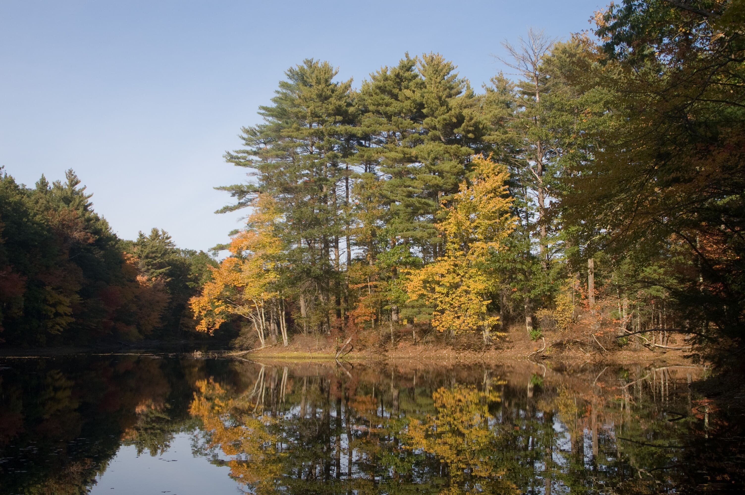 Harold parker State Forest, Andover MA in the fall