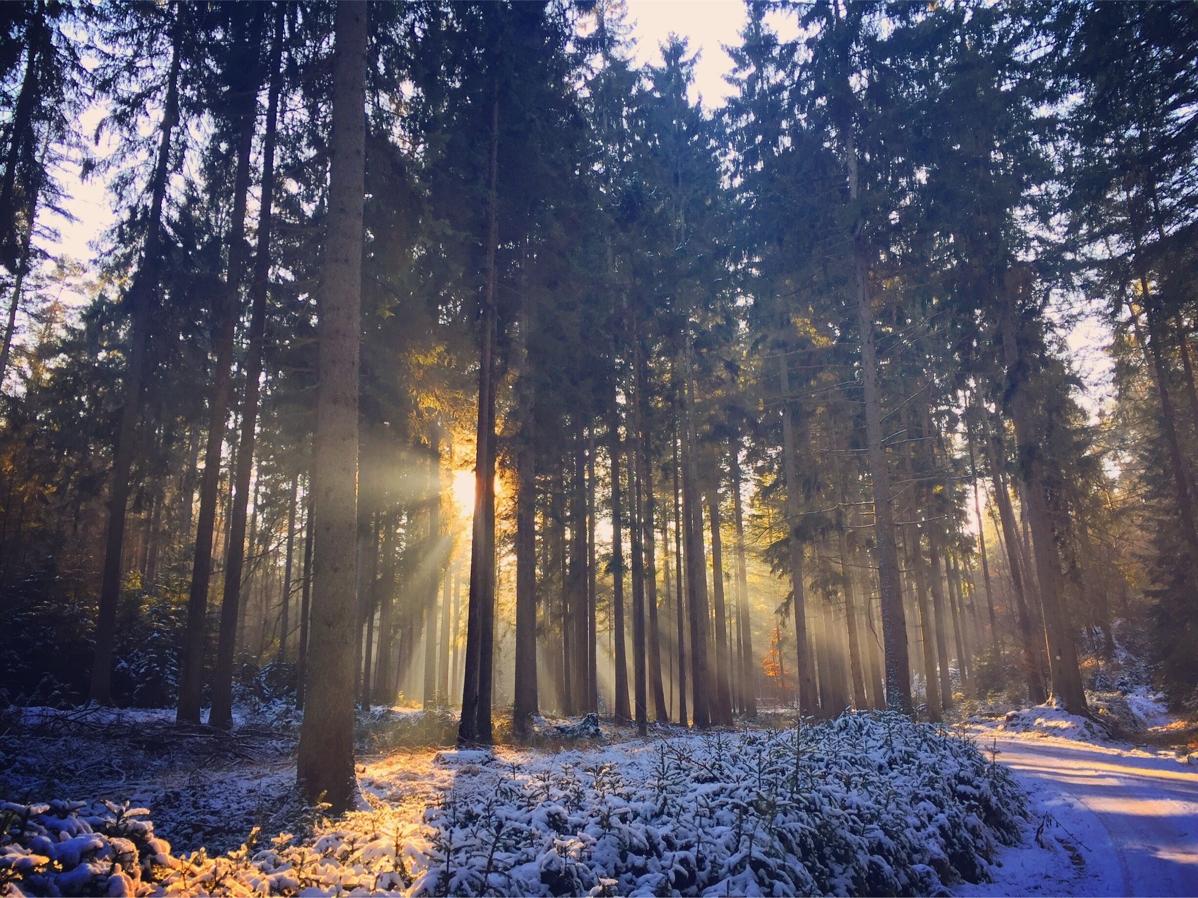 A forest with tall trees and sunlight filtering through.