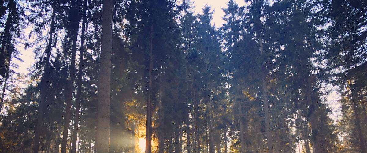 A forest with tall trees and sunlight filtering through.