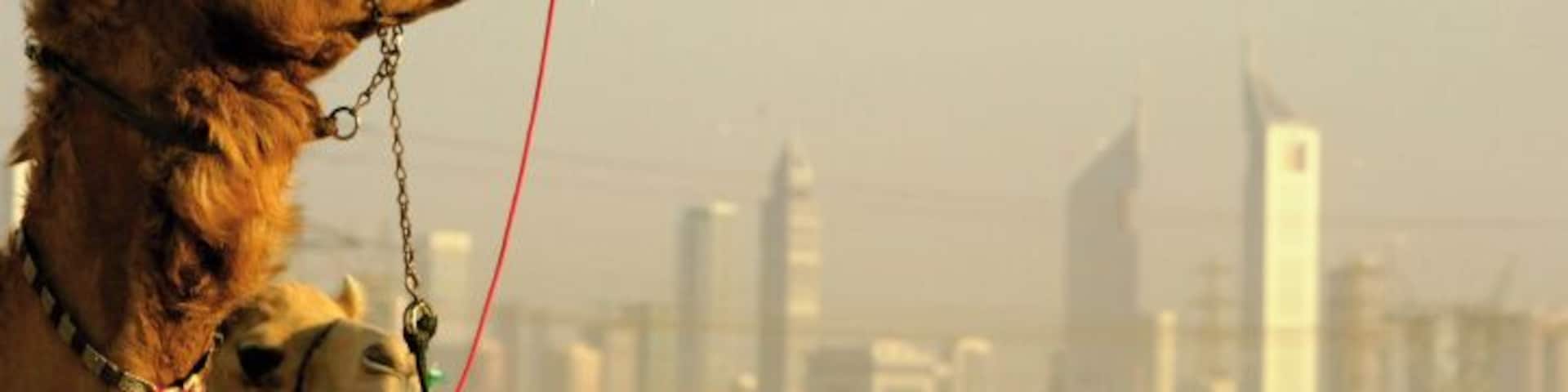 United Arab Emirates, Dubai, Nad-al-Sheba Club, camels