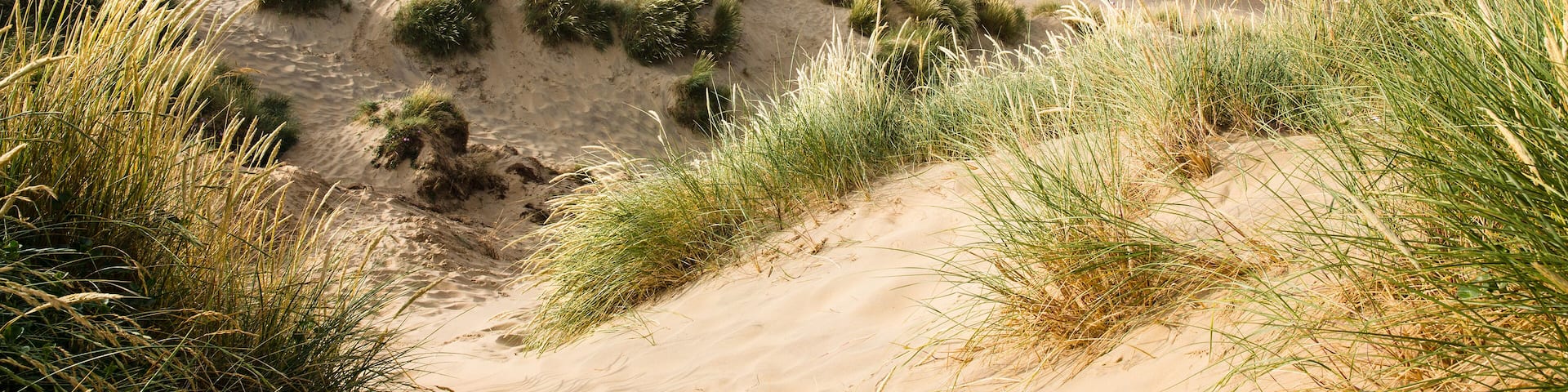 Sand dunes with sea in background on a sunny day in summer - Camber Sands, East Sussex, England, Shutterstock ID 201696383, Purchase Order: -