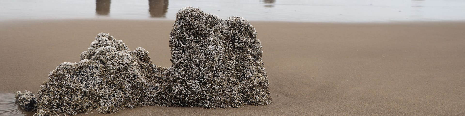 Oregon beach with very cool rock formations
#adventure