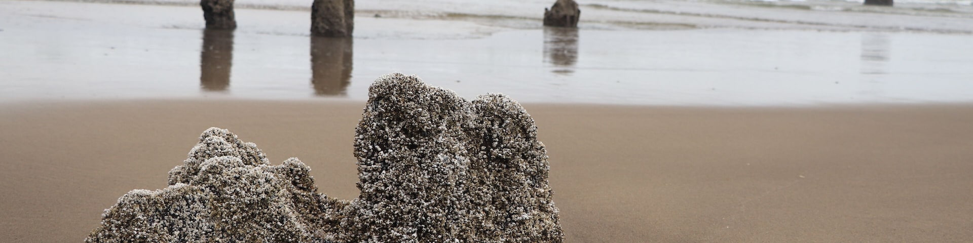 Oregon beach with  very cool rock formations 
#adventure