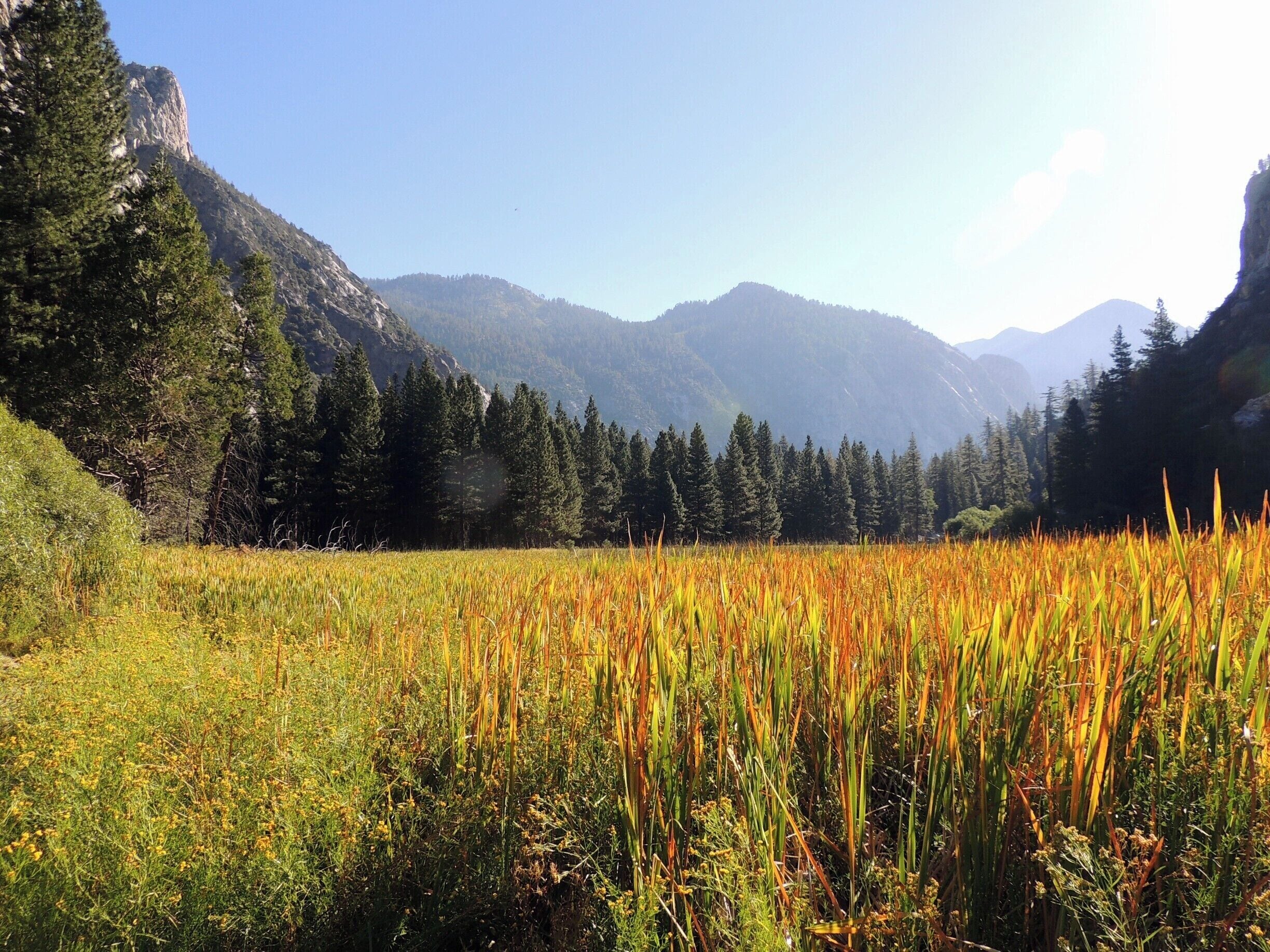 Bordered on one side by the 8,504-foot-tall Grand Sentinel and on the other by the 8,717-foot-tall North Dome, Kings Canyon's beautiful Zumwalt Meadow rests in a former lake bed  created by a glacial moraine during the last ice age.  
An easy 1.5-mile hike circles the meadow, where black bear sightings are reportedly numerous.  We were not so lucky the day of our visit. 
Be sure to come prepared with bug spray, dryer sheets, or a healthy splash of vanilla extract; all deter the world's most annoying bugs, gnats.  They were as plentiful as the fresh air and spectacular views the morning or our visit.  
Check out the full story at http://www.aplacecalledroam.com/home/a-walk-in-the-woods-in-kings-canyon-proves-ghostly.