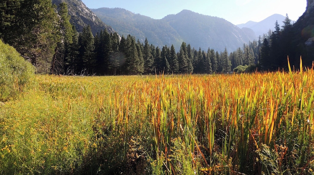 Bordered on one side by the 8,504-foot-tall Grand Sentinel and on the other by the 8,717-foot-tall North Dome, Kings Canyon's beautiful Zumwalt Meadow rests in a former lake bed created by a glacial moraine during the last ice age.
An easy 1.5-mile hike circles the meadow, where black bear sightings are reportedly numerous. We were not so lucky the day of our visit.
Be sure to come prepared with bug spray, dryer sheets, or a healthy splash of vanilla extract; all deter the world's most annoying bugs, gnats. They were as plentiful as the fresh air and spectacular views the morning or our visit.
Check out the full story at http://www.aplacecalledroam.com/home/a-walk-in-the-woods-in-kings-canyon-proves-ghostly.