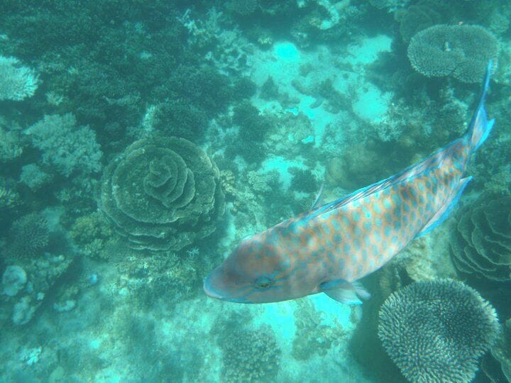 Ningaloo Reef is right off the beach in Coral Bay. You can bring your own snorkel gear and there's no need to book a tour or hire a boat.

The reef is outstanding and has a variety of marine life. In my opinion, it's more impressive than the Great Barrier Reef. 