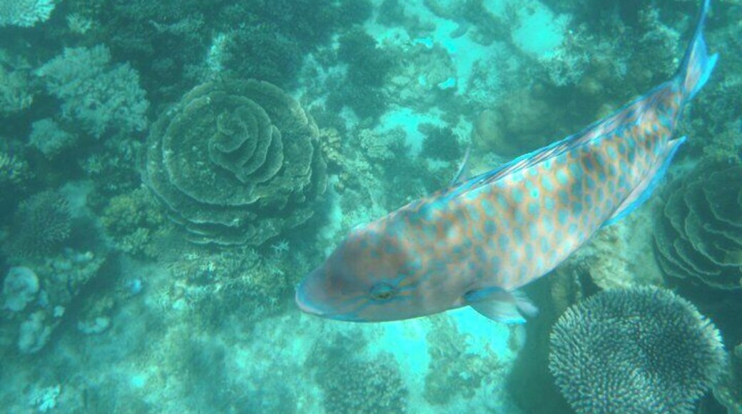 Ningaloo Reef is right off the beach in Coral Bay. You can bring your own snorkel gear and there's no need to book a tour or hire a boat.
The reef is outstanding and has a variety of marine life. In my opinion, it's more impressive than the Great Barrier Reef.