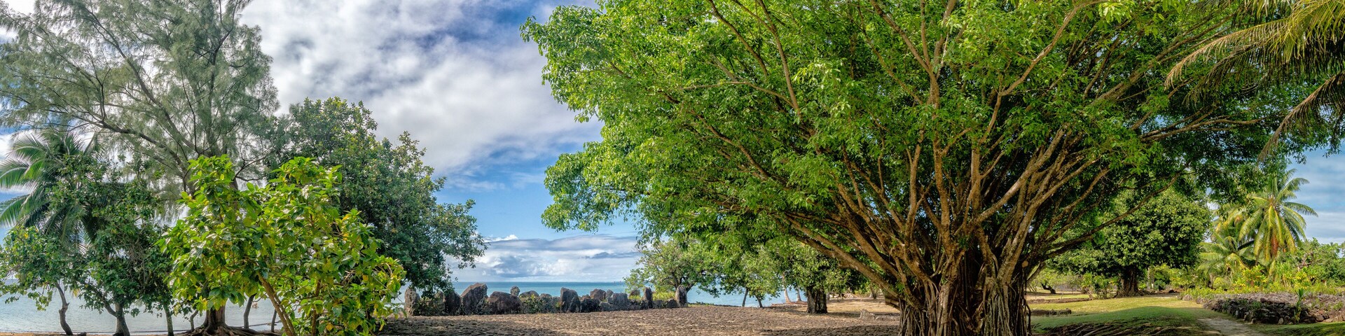 Paisagem costeira com uma árvore grande, praia de pedras e palmeiras.