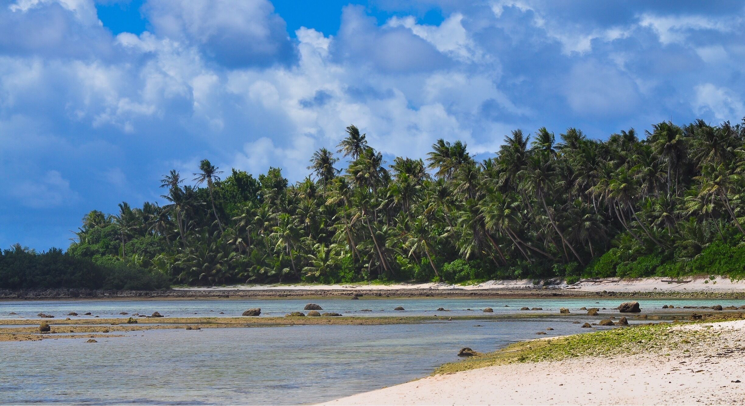 Coconut palm jungle at Tanguisson Beach, Guam
#AquaTrove