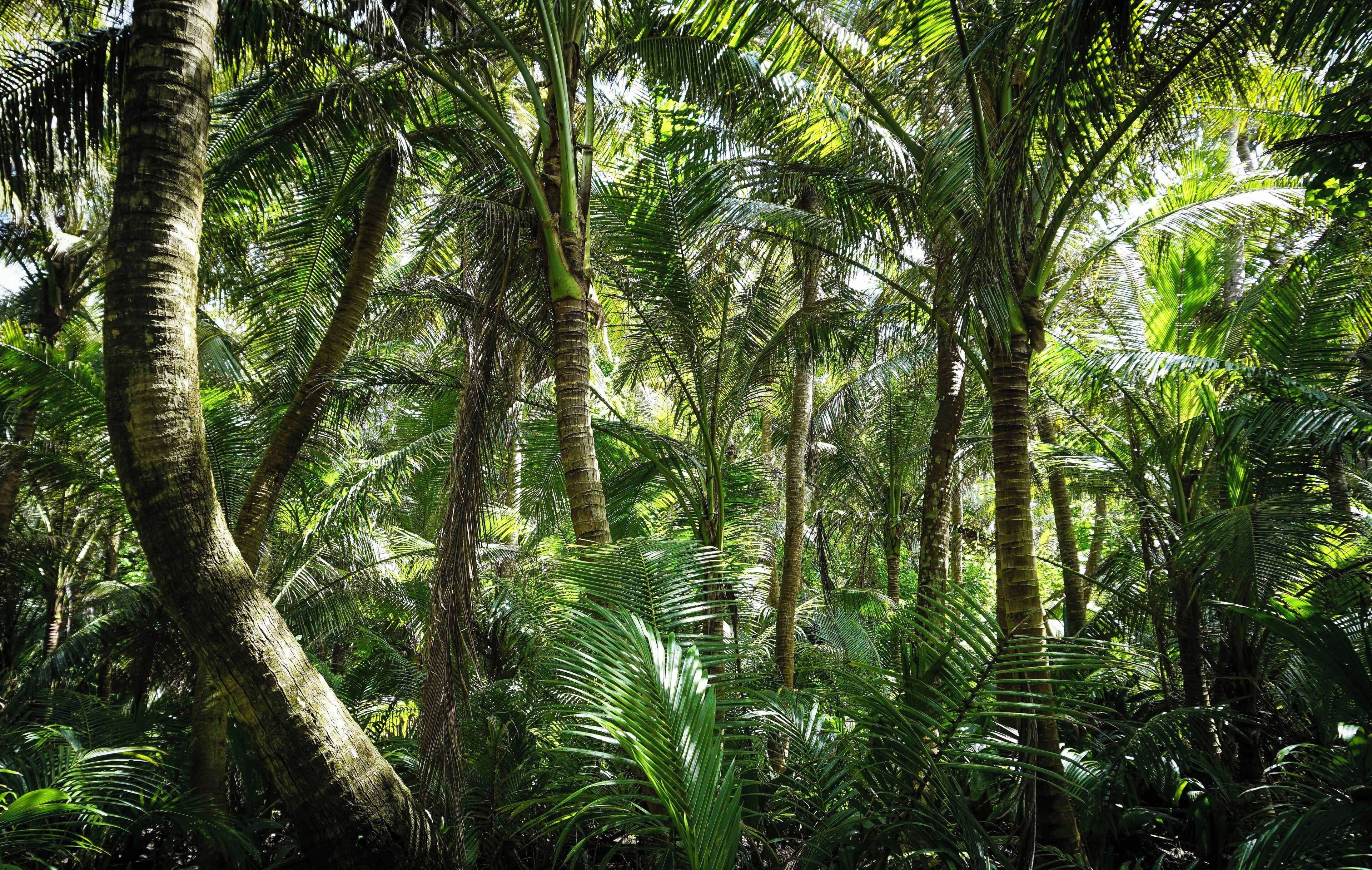 Coconut palm jungle, Hila’an Beach, Guam 
#adventure