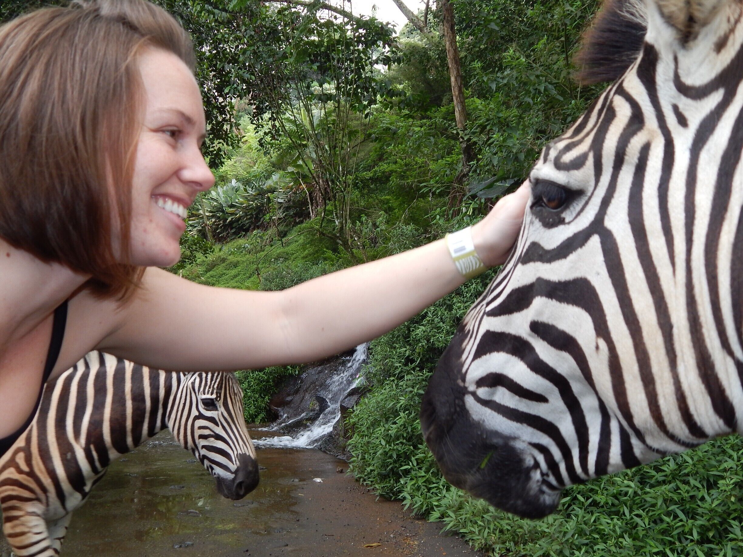 You drive through one part of Taman Safari, and the animals just come up to your car. The zebras are the best part! So friendly. Remember to buy carrots and snacks at the entrance so you're prepared to feed them! Awesome! 