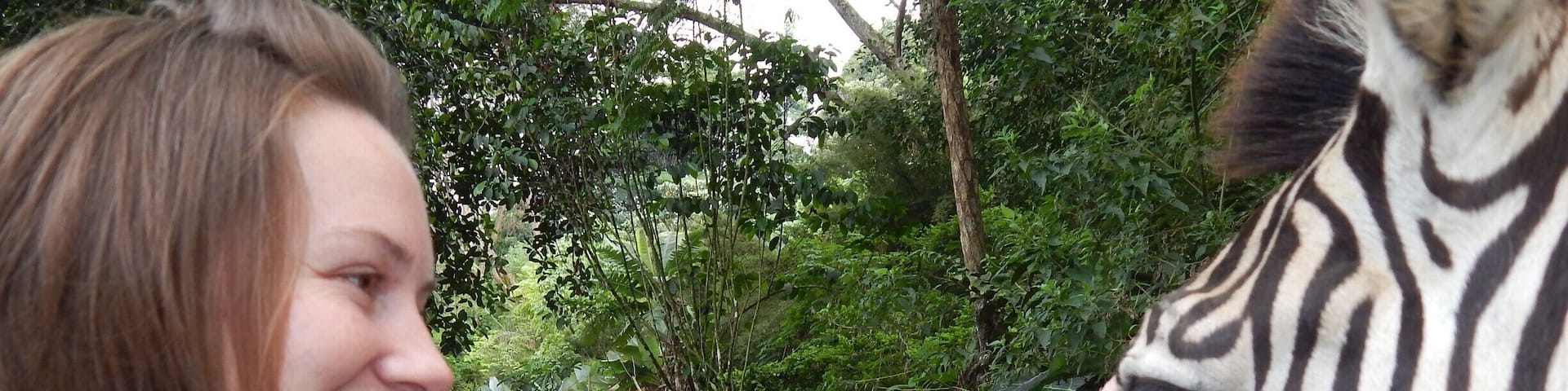 You drive through one part of Taman Safari, and the animals just come up to your car. The zebras are the best part! So friendly. Remember to buy carrots and snacks at the entrance so you're prepared to feed them! Awesome!