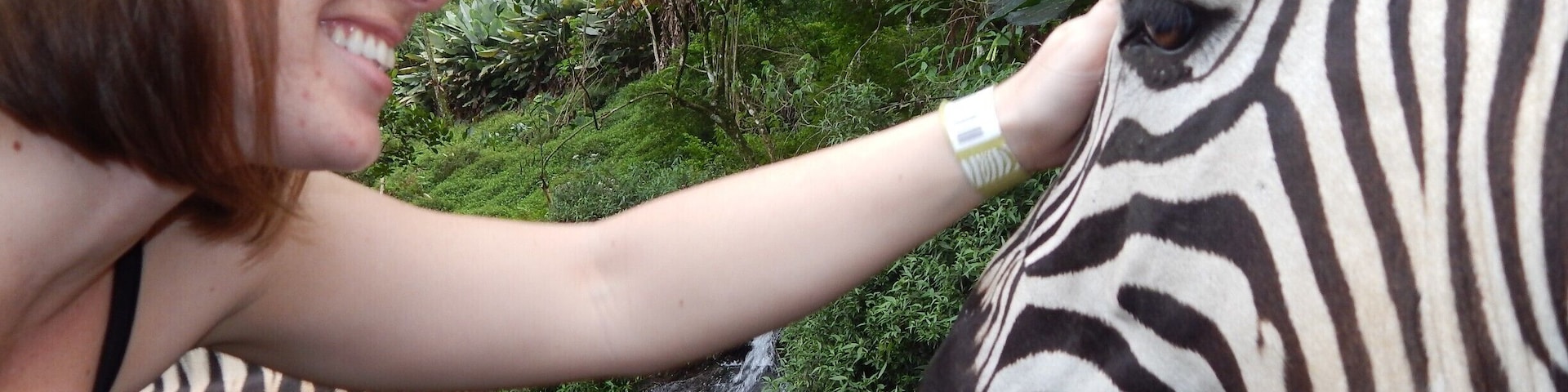 You drive through one part of Taman Safari, and the animals just come up to your car. The zebras are the best part! So friendly. Remember to buy carrots and snacks at the entrance so you're prepared to feed them! Awesome!