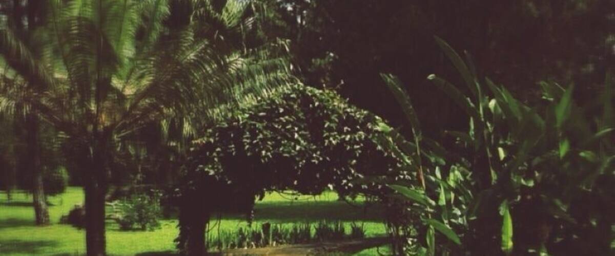A garden pathway with a patterned tile design, surrounded by lush greenery and palm trees.