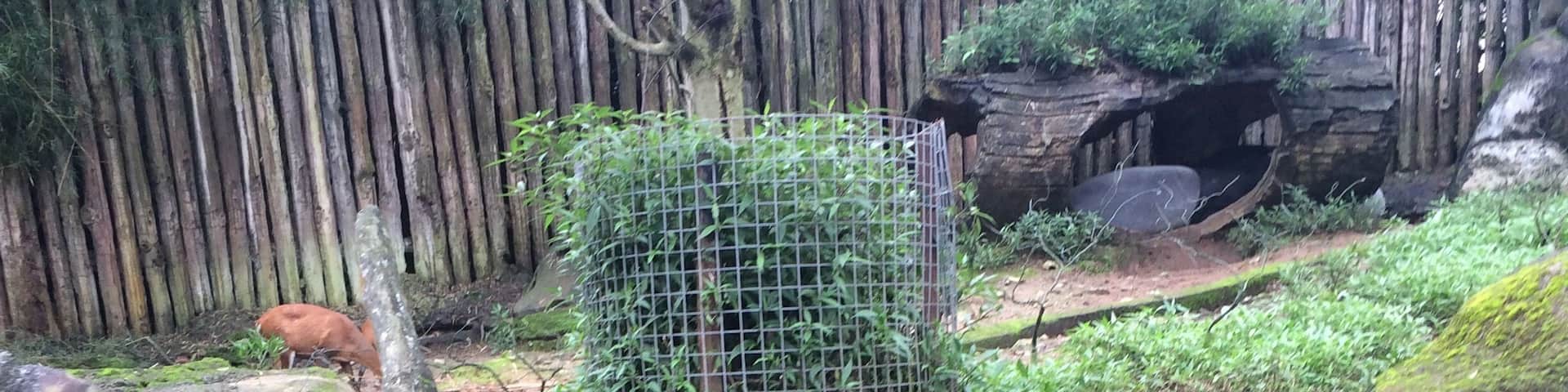 A deer standing on a moss-covered rock in a fenced enclosure with a bamboo fence in the background.