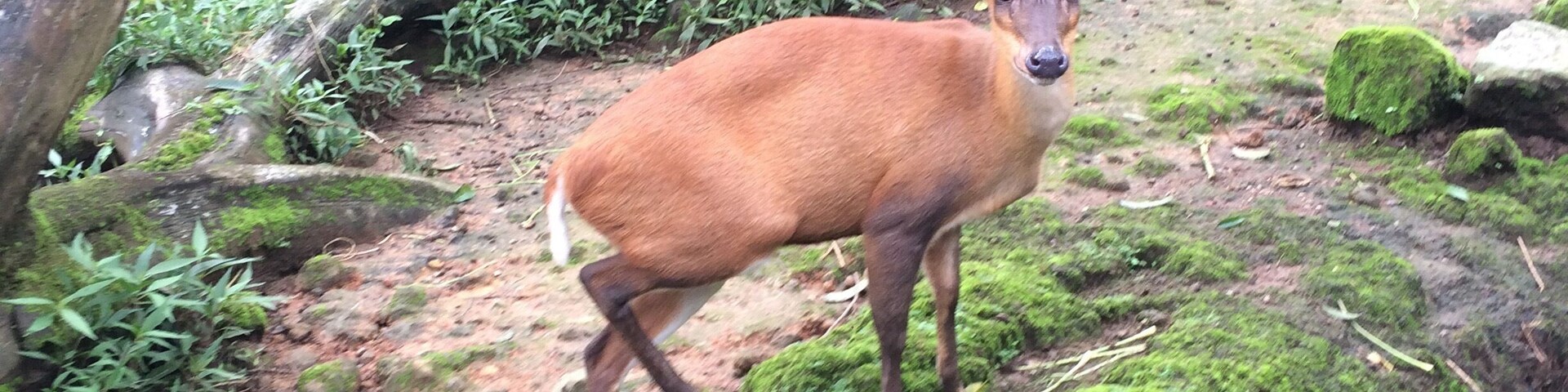 Safari Park in Bogor, Indonesia.
Where you can see God's beautiful creatures