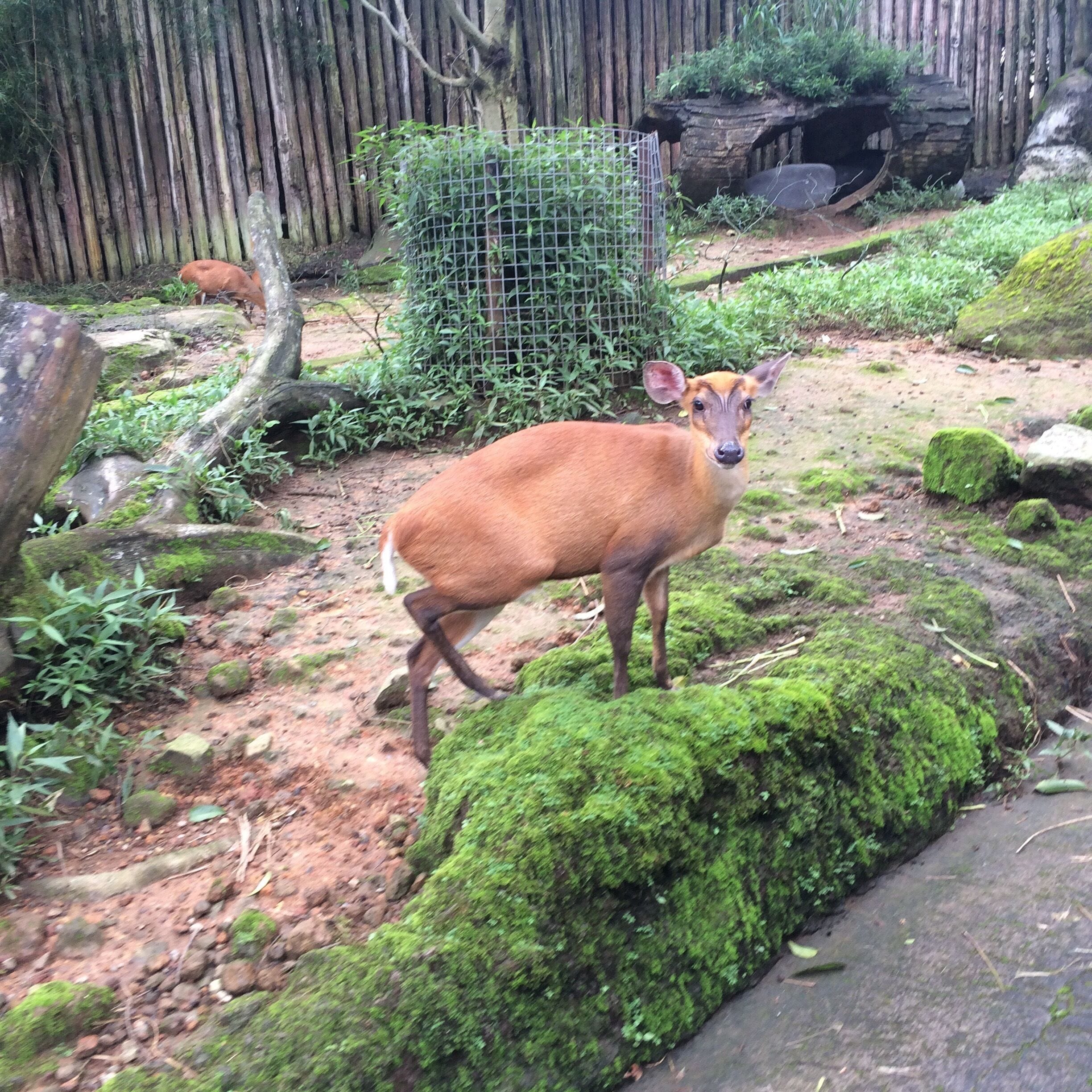 A deer standing on a moss-covered rock in a fenced enclosure with a bamboo fence in the background.